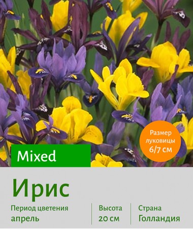  Ирис (Iris) Mixed